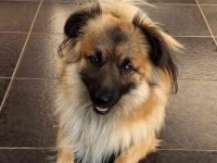 一只德国牧羊犬马耳他混血要多少钱?(马耳他牧羊犬的优点和缺点)