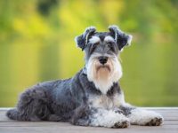 盘点出售高质量迷你雪纳瑞的十大排名地点