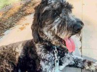 梅尔金毛犬多少钱一只?(梅尔金毛犬一般能活多少年)