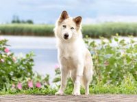 白色哈士奇要多少钱一只?(普通家庭饲养哈士奇一年的开销)