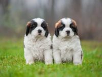 圣伯纳德混合犬多少钱一只?(饲养圣伯纳德混合犬每年的花费清单)