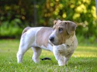 混血巴吉度猎犬多少钱一只?(巴吉度猎犬的一年的成本开销)