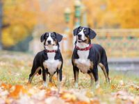 什么是三色犬?(41种杂交三色犬的简介及优缺点)