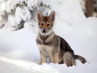 养一只狼狗每年需要花多少钱?(狼犬每年的养育费用及省钱技巧)