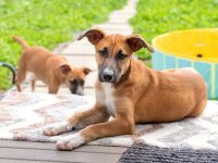 黑嘴杂交小狗要多少钱一只?(饲养黑嘴杂种小狗的成本开销)