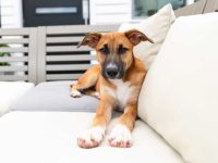 黑嘴杂交小狗有哪些品种?(13种无所畏惧且忠诚的黑嘴狗)