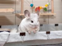 什么是白色龙猫?(白色龙猫稀有吗?)