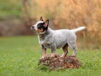 饲养一只澳大利亚牧牛犬每年的费用需要多少钱?