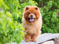 具有天然黑色和紫色舌头的狗品种有哪些?