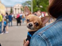 狗被抱起来时为什么会叫?(狗狗被抱起来时吠叫的10种原因)