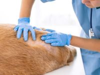 狗狗被蜱虫咬了有什么症状?(狗狗身上9种最常见的虫咬症状)