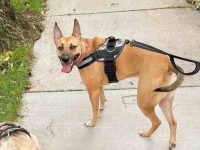 什么是巴森吉德国牧羊犬混种?(巴森吉德国牧羊犬混血的起源和历史)