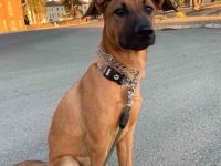 混血罗得西亚牧羊犬多少钱一只?(罗得西亚牧羊犬的优缺点)