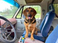 德国牧羊犬巴塞猎犬混血起源和历史