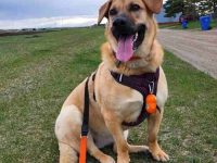 混血德国牧羊犬巴吉度猎犬多少钱一只?(巴吉度牧羊犬的优缺点)