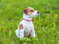 杰克罗素梗犬多少钱一只?(影响杰克罗素梗幼犬成本的原因)