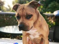 一只吉普斗牛犬要多少钱?(吉普斗牛犬的寿命一般是多少年)