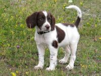 一只英国史宾格犬混种要多少钱?(英国史宾格犬每年的花费清单)