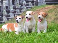 杰克罗素梗犬的价格是多少?(饲养一只杰克罗素梗犬的成本开销)