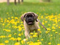 纯种獒犬多少钱一只?(饲养獒犬的成本开销)