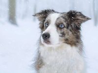 蓝眼边境牧羊犬的平均寿命是多少?(边境牧羊犬都是天生蓝眼睛吗?)
