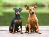 养一只迷你杜宾犬的每年花费多少?(新手养迷你杜宾的省钱秘诀)