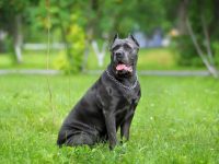 卡斯罗犬什么时候进行割耳比较好?(卡斯罗剪耳的优缺点)