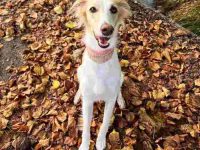 长毛惠比特犬要多少钱一只?(饲养长毛惠比特犬的成本开销)