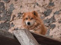 苗族狗多少钱一只?(苗族狗的性格特点介绍)