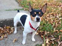 什么是德克尔鼠梗?(德克捕鼠梗与其他捕鼠梗的区别)