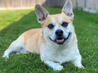 波士顿梗混合犬的价格是多少(饲养一只波士顿梗犬的成本开销)