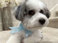 哈瓦那混合犬要多少钱?(饲养一只混血哈瓦那的成本开销)