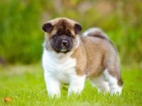 秋田杂交品种要多少钱一只?(饲养混血秋田的成本及开销)