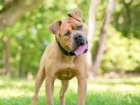 沙皮犬杂交品种的价格是多少?(饲养一只混血沙皮犬的成本开销)