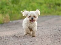 什么是马耳他泰迪熊?(马耳他泰迪熊性格及外观特征)