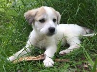 大比利牛斯混种犬的价格是多少?(饲养一只大比利牛斯的成本开销)