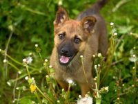 比利时玛利诺犬混血多少钱一只?(饲养比利时玛利诺犬的花费清单)