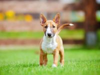 混血斗牛梗犬多少钱一只?(饲养斗牛梗犬的成本开销)