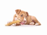 混血比特犬的价格是多少?(饲养一只杂交比特犬的成本开销)