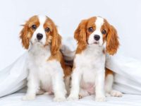 白棕相间的狗是什么狗?(棕白相间的狗狗品种大全)