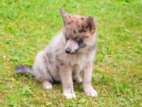 混血哈士奇的价格是多少?(饲养一只混血哈士奇的成本开销)