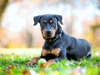 混血罗威纳犬的价格是多少?(饲养一只罗威纳犬的成本开销)