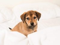 混血拉布拉多要多少钱一只?(饲养拉布拉多的成本开销)