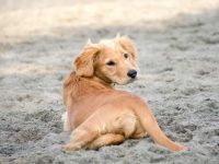 一只混血金毛要多少钱?(饲养金毛幼犬的每年费用)