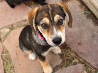 混血比格犬的价格是多少?(饲养比格犬一个月的成本开销)