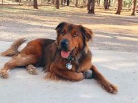 什么是德国牧羊犬与沙皮犬的混种?(德国牧羊犬沙皮犬外观特征)