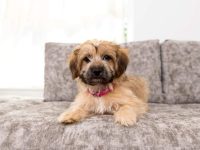 混血约克夏要多少钱一只?(饲养约克夏一年的花费)