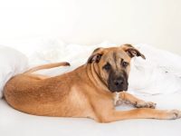 混血大丹犬要多少钱一只?(饲养杂交大丹犬一年的花费)