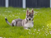 一只德国牧羊犬混血要多少钱?(饲养杂交德国牧羊犬一年的花费)