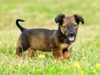 混血腊肠犬要多少钱一只?(饲养杂交腊肠犬一年的开销)